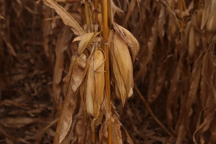 Farm bill proposal fails in US Senate ag committee over SNAP error rate issue